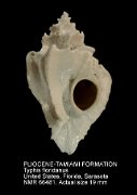 PLIOCENE-TAMIAMI FORMATION Typhis floridanus